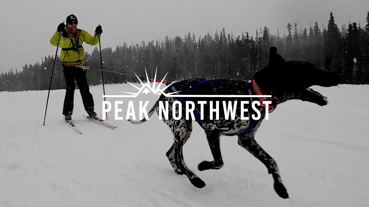 Skiing with dogs: Skijoring is as fun (and wild) as it looks