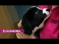 What is this Dog s Job