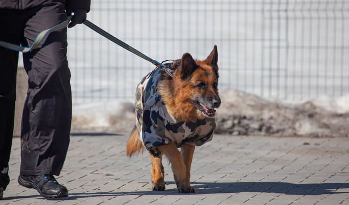 What Do Military Dogs Do? – Here is Your Answer!