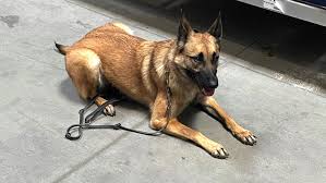 What Makes A Good Therapy Dog? USU Nursing Alum Explores Canine-Assisted Therapy for Service Members