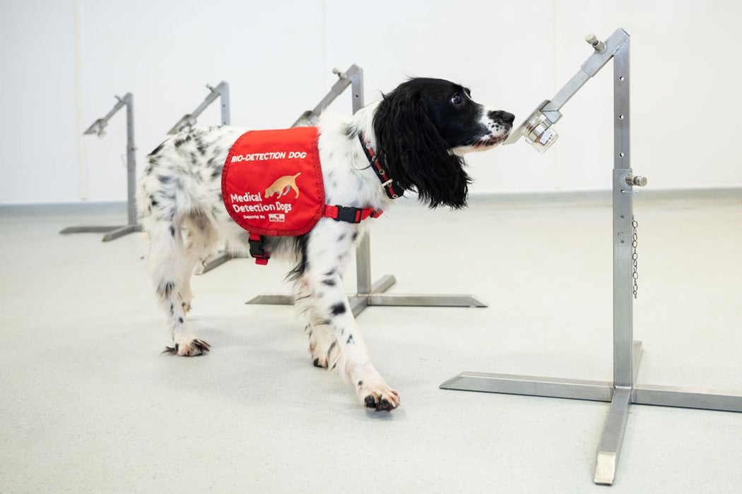 Why Aren’t There More Dogs at the Doctor’s Office?
