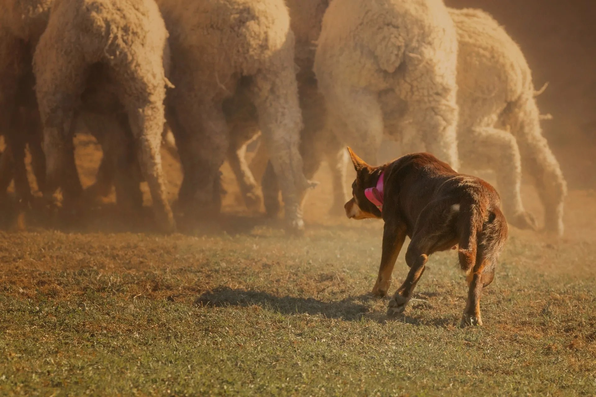What makes Australian muster dogs unique?