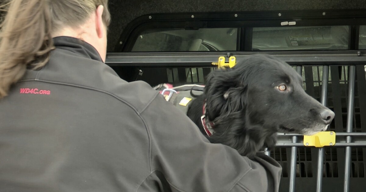 Working Dogs for Conservation takes on projects internationally and locally