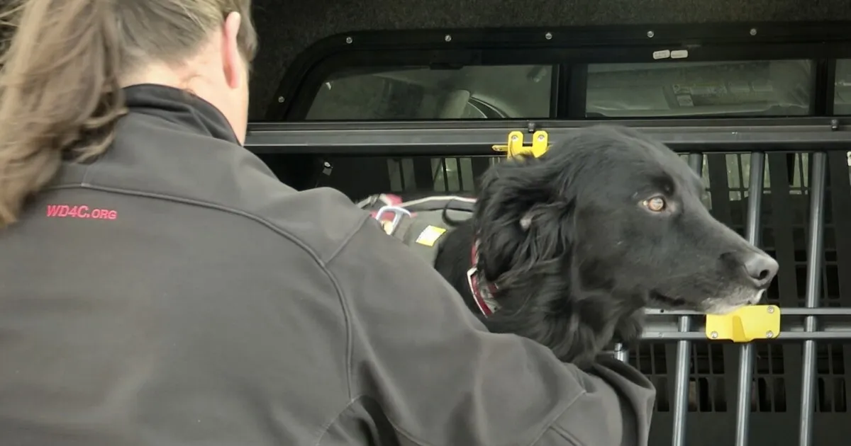 Working Dogs for Conservation takes on projects internationally and locally