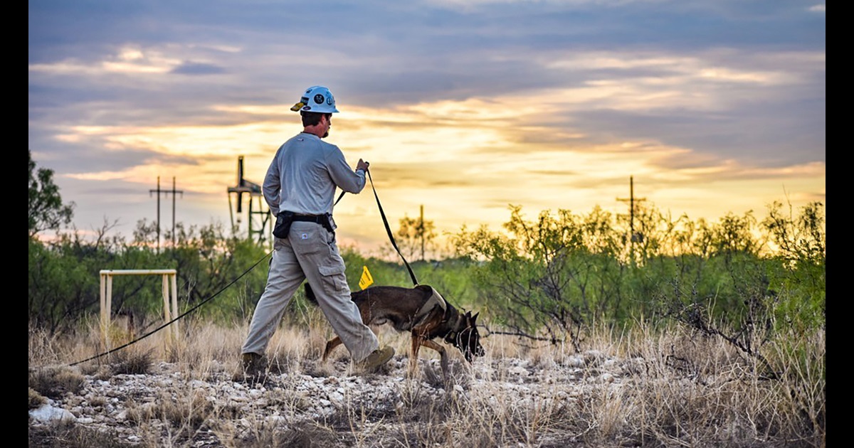 pawsitive results: super sniffing dogs find tiny pipeline leaks