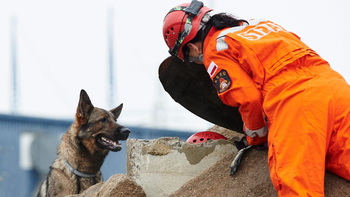 ‘This is special forces stuff’: Inside the world of Poland’s elite search-and-rescue dogs