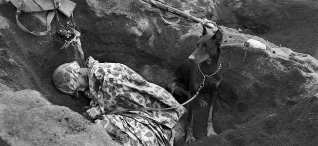 DOGS OF DUTY: The Story and Legacy of Military Working Dogs