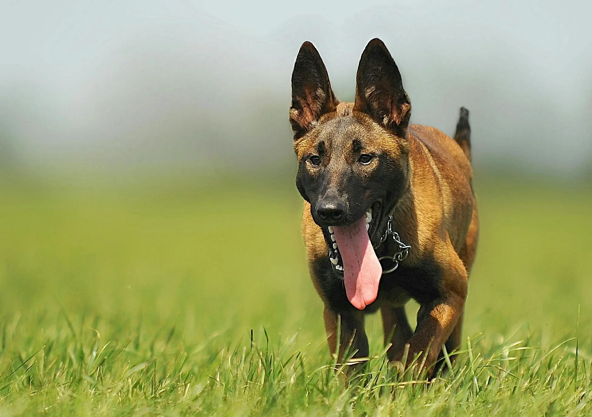 Belgian Malinois panting after running on grass