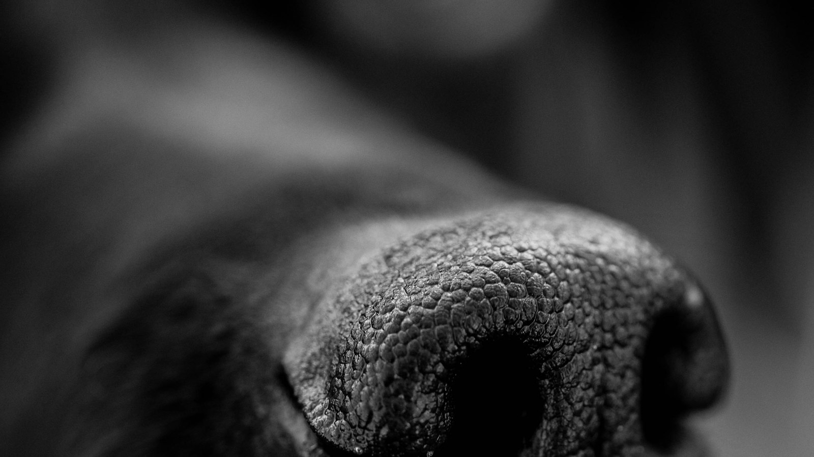 Close up of a working dog's nose and nostrils
