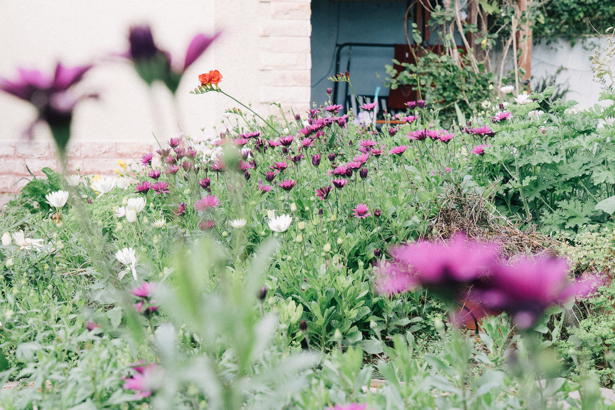 image of pet grooming activities