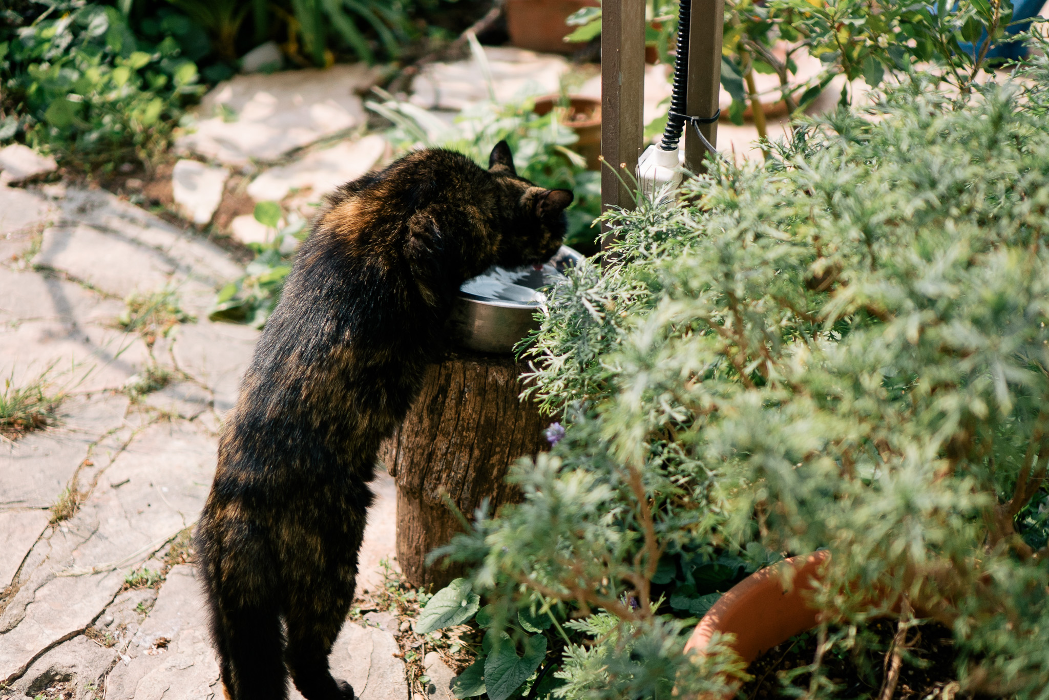 image of pet grooming activities