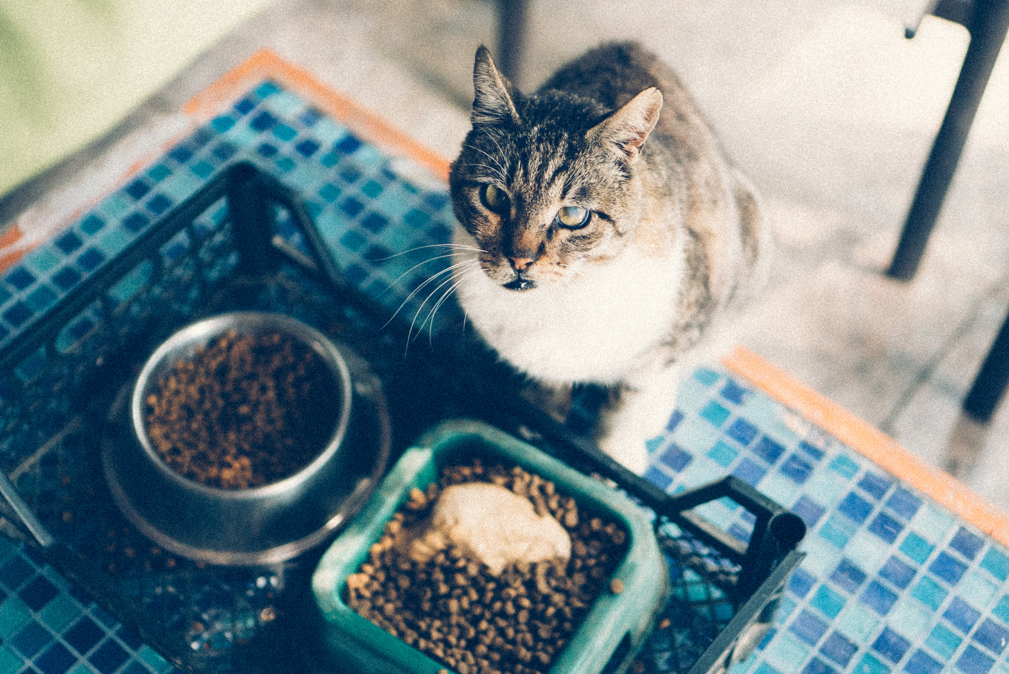 image of pet grooming activities