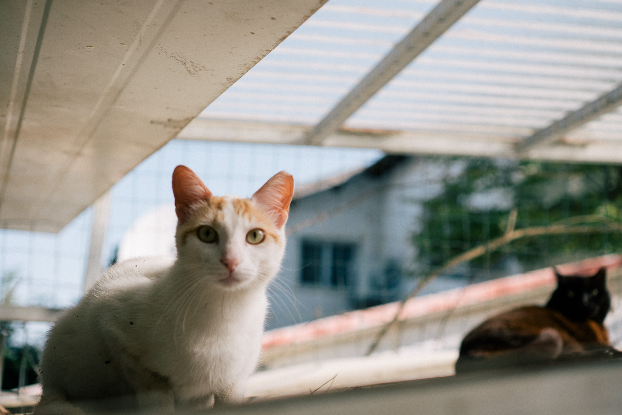 image of pet grooming activities