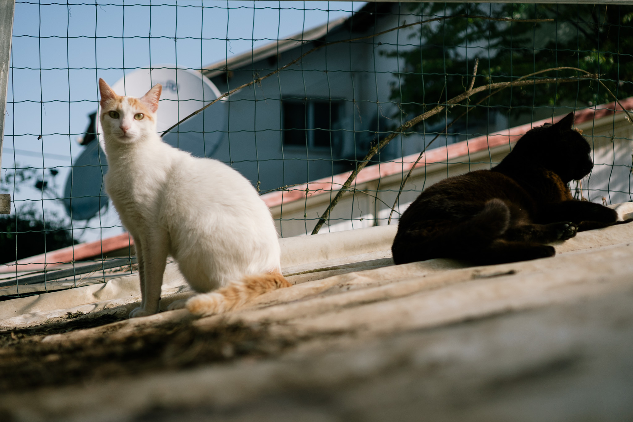 [background image] of a busy pet store environment