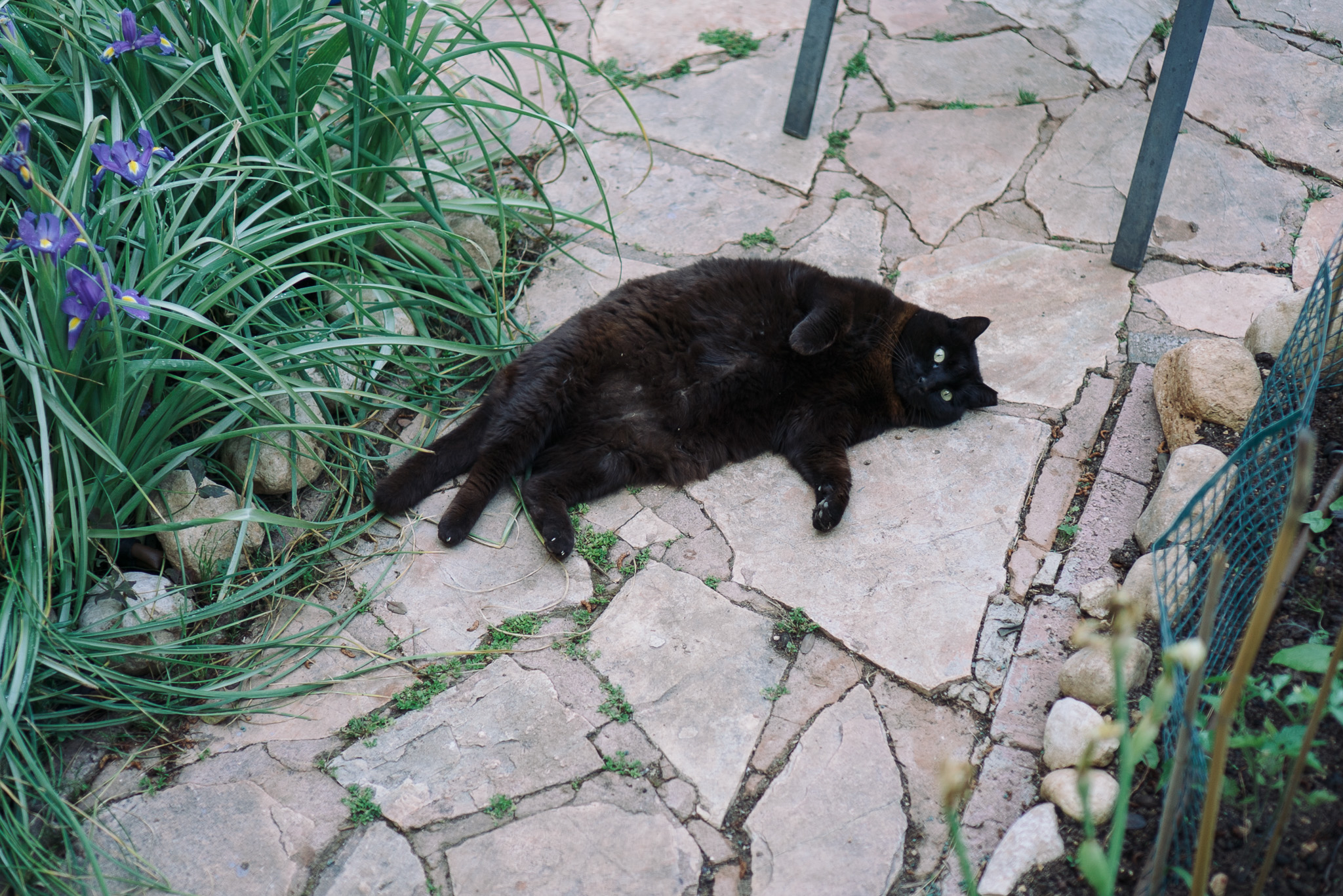 [background image] of a busy pet store environment