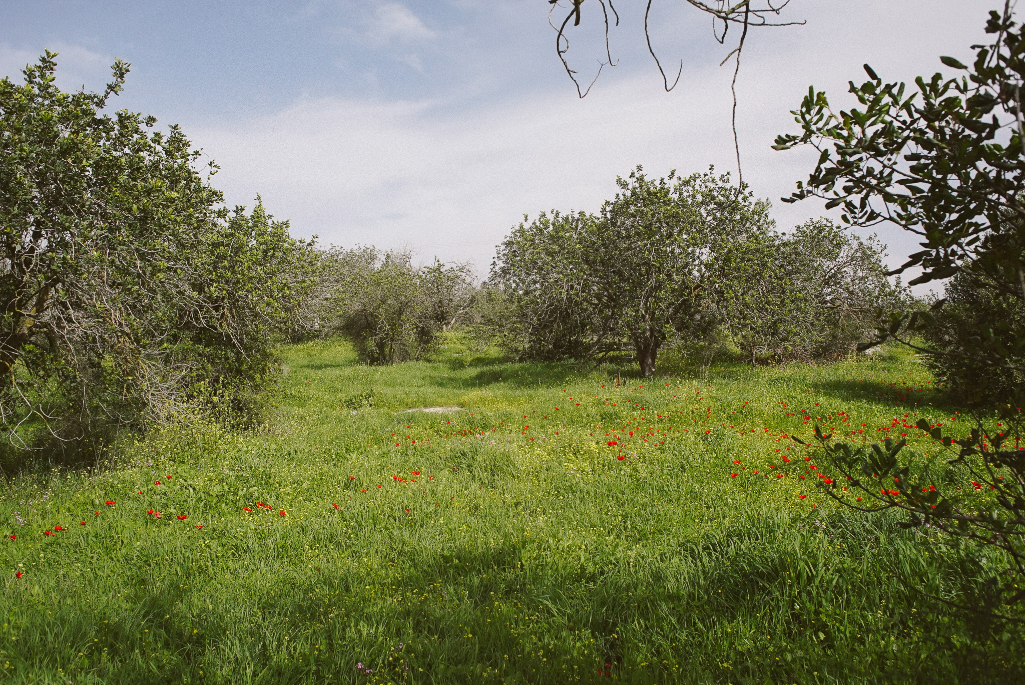 [background image] of a busy pet store environment