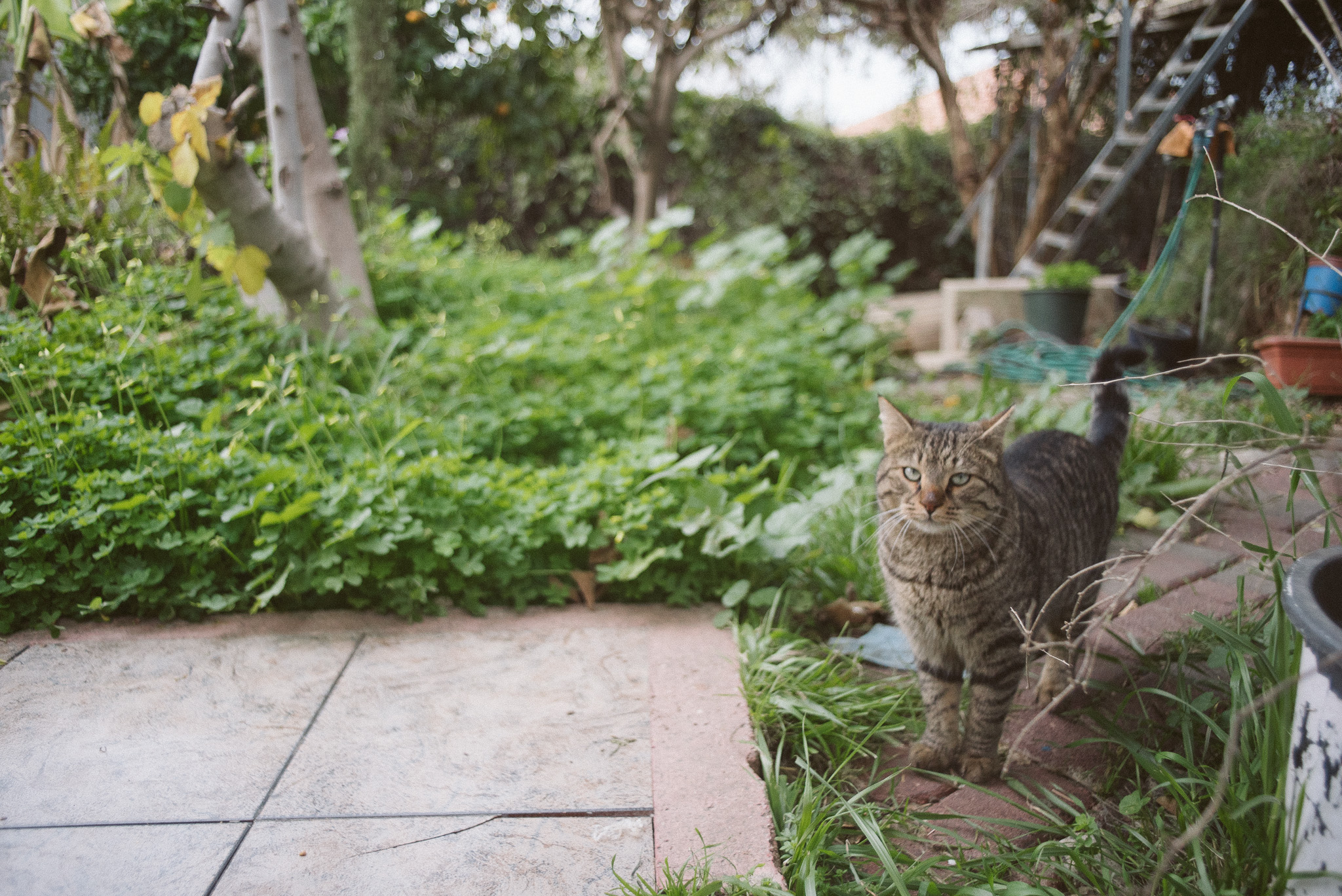 image of pet grooming activities