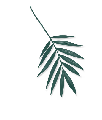 Single dark green palm leaf branch with elongated leaflets on a transparent background.