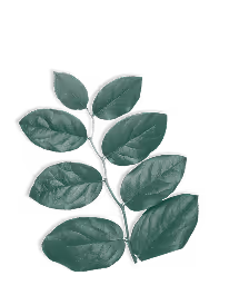 Branch with nine dark green oval leaves against a transparent background.