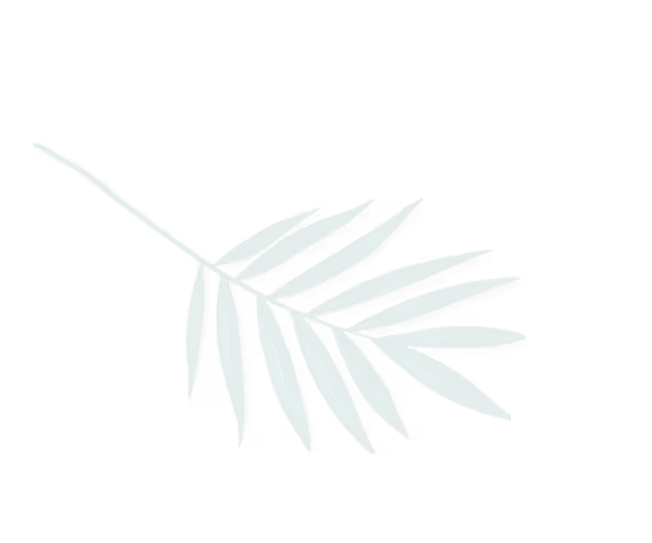 Single green palm leaf with multiple slender leaflets on a thin stem.
