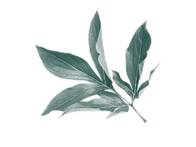 Green eucalyptus leaves isolated on a white background.