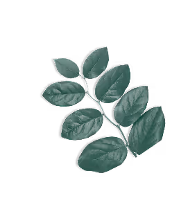 Green leafy branch with nine oval leaves on a black background.