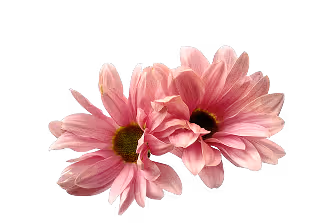 Two pink daisy flowers with yellow centers on a white background.