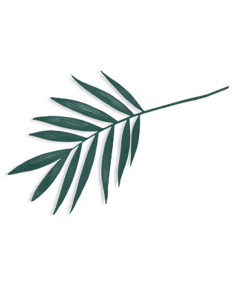 Single green palm leaf branch with long narrow leaflets against a transparent background.