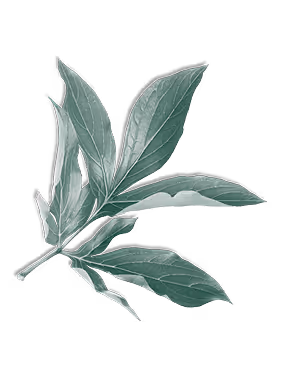 Green branch with elongated leaves on a transparent background.