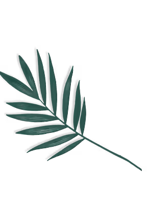 Single green palm leaf with long stems and narrow leaflets on a transparent background.