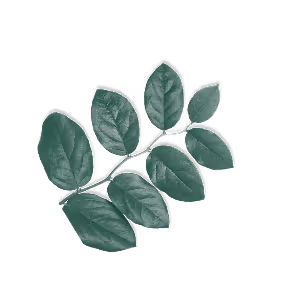 Branch with eight green leaves against a transparent background.