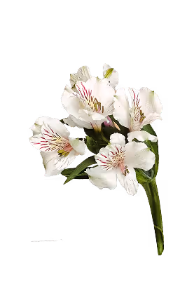 Cluster of white flowers with pink-striped petals and green leaves on a stem.