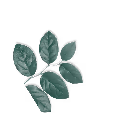 Branch with seven green leaves on a transparent background.