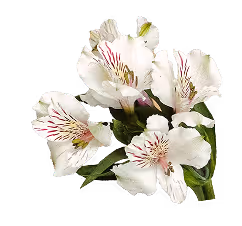 Cluster of white alstroemeria flowers with pink streaks and green leaves.