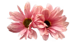 Two pink daisy flowers with yellow centers isolated on white background.