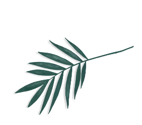 Single elongated green palm leaf with multiple narrow leaflets on a stem.