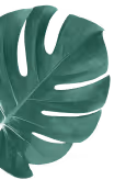 Close-up of a green monstera leaf with distinctive holes and splits.