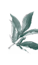 Small branch with elongated green leaves on a black background.