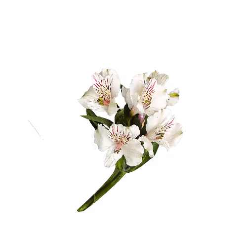 Cluster of white flowers with pink streaks and green leaves on a short stem.