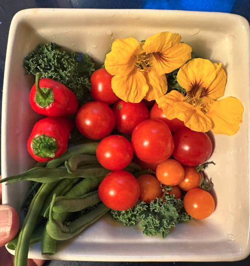 Beans, peppers, kale, nasturtiums, and tomatoes!