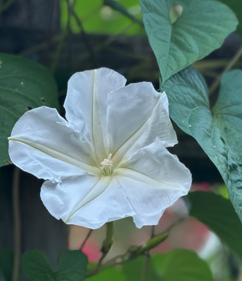 Moon flower, planted in honor of Cynthia's grandmother 