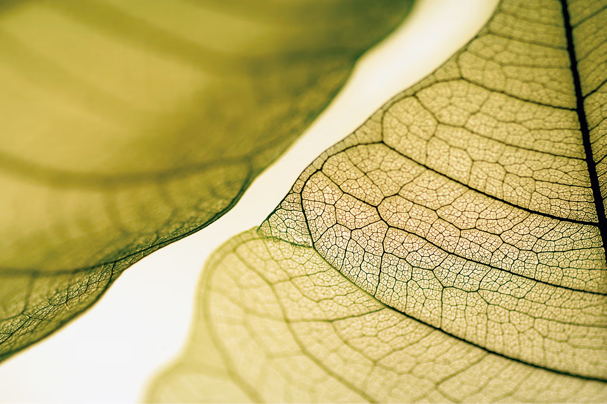 Close-up view of translucent green leaves showing detailed vein patterns.