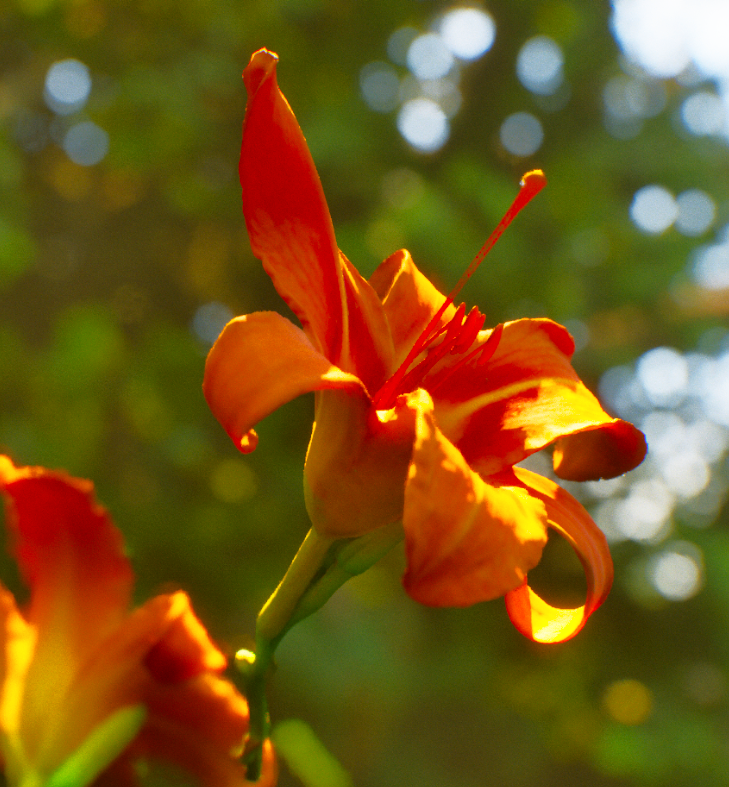 Wilderglen Cinematic Still