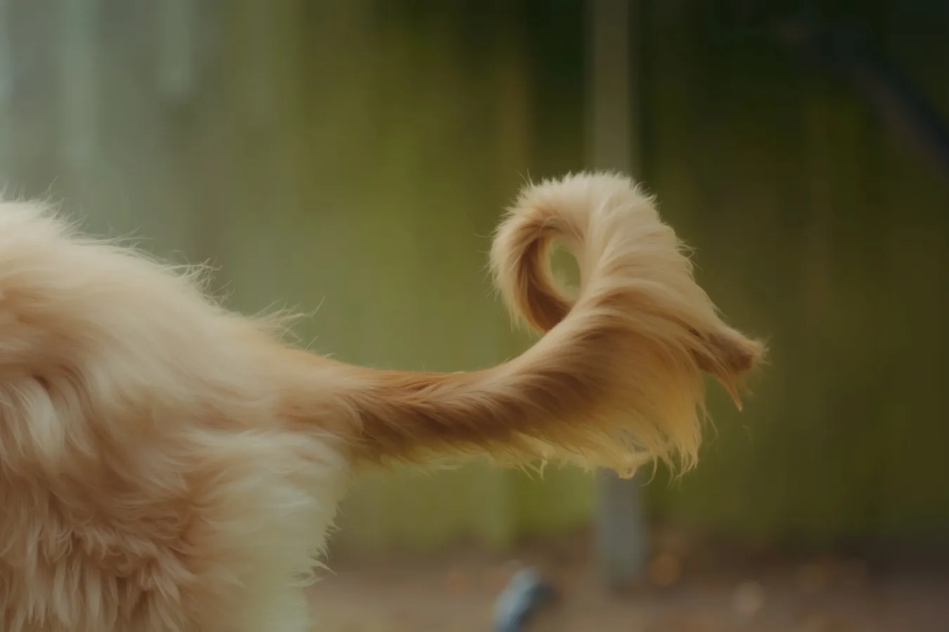 Dog joy 101: What does a wagging dog tail really mean?