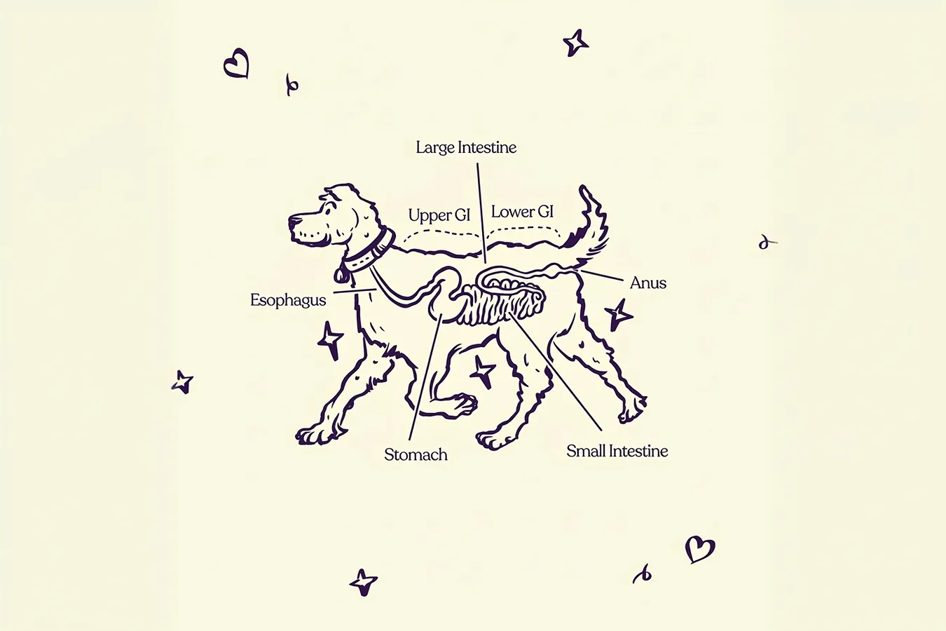 Signs that your pet’s gut needs a boost