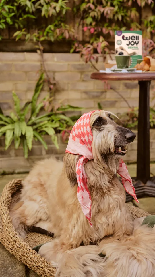 Katie and Peach - WellJoy Social Tile