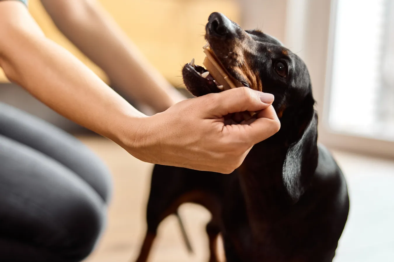 Dog Dental Sticks: How They Work and What to Expect