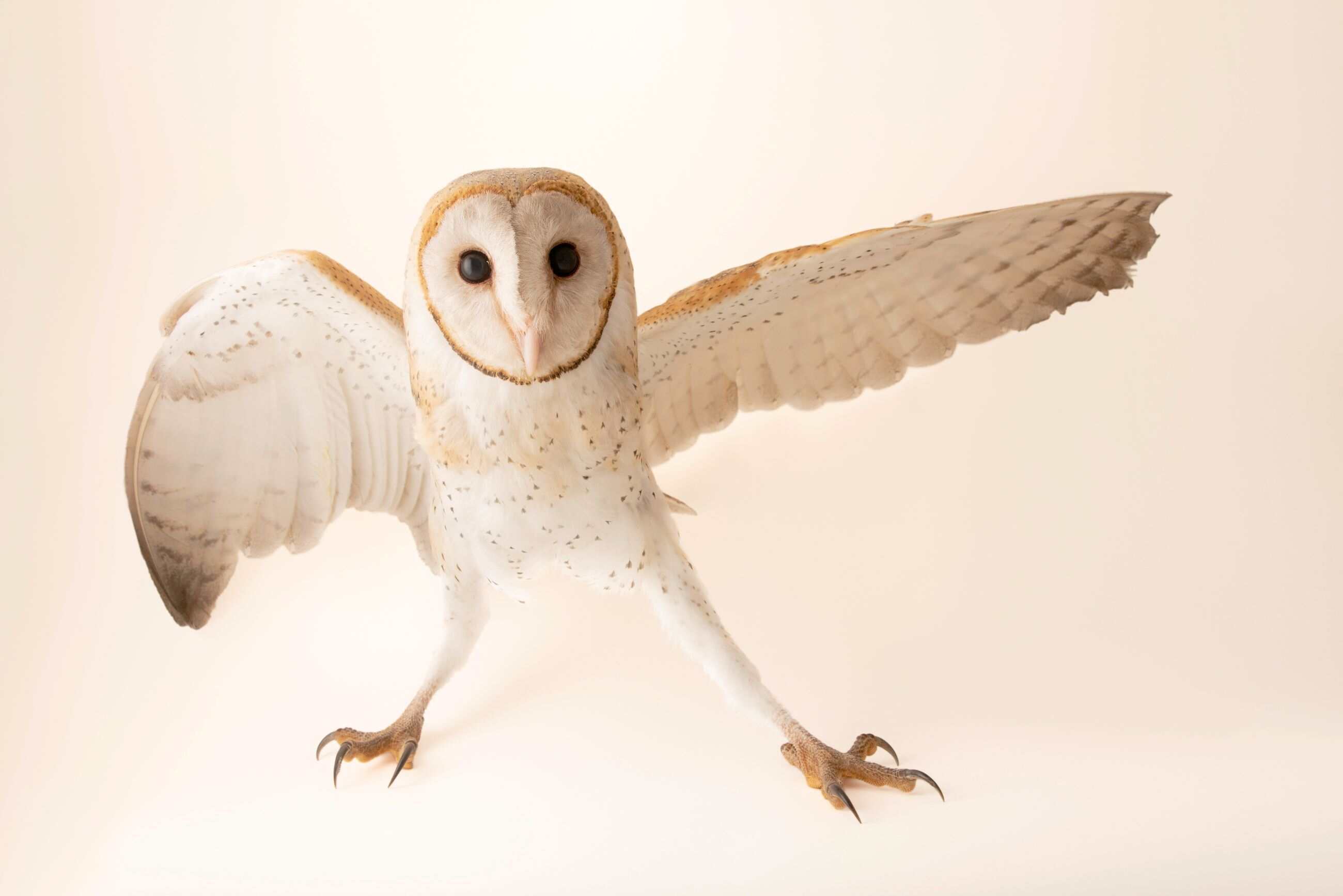 House of energetics Barn Owl hero image