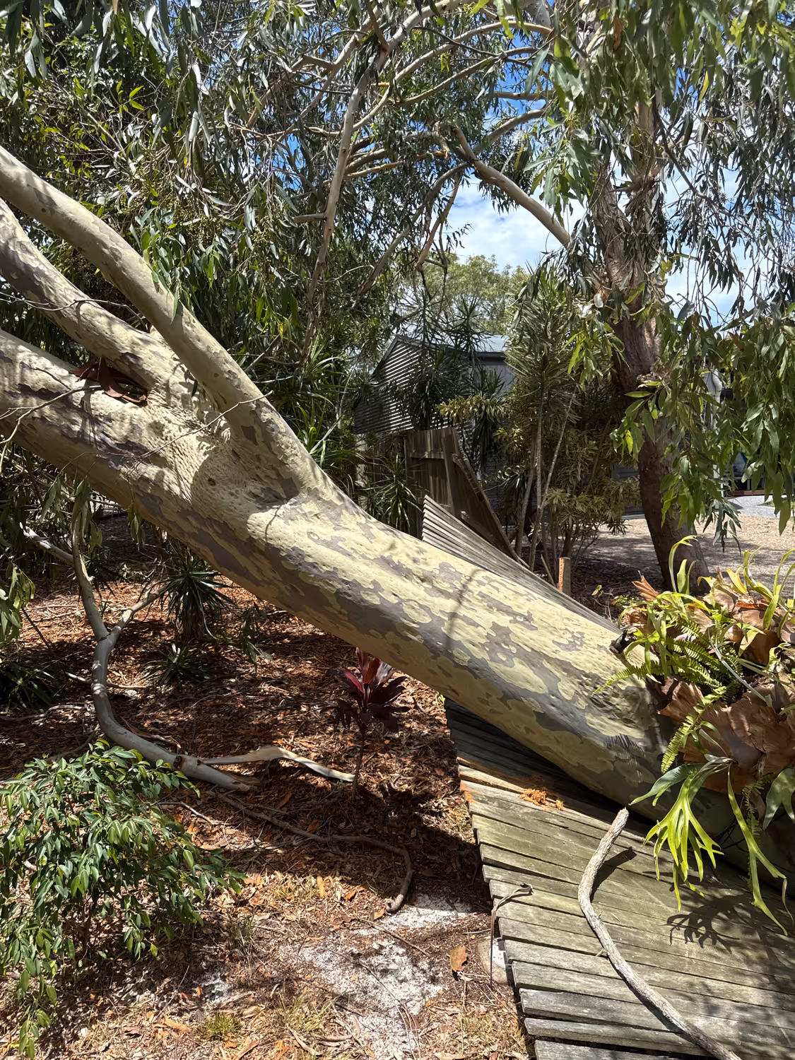 Emergency tree service attending a damaged or unstable tree
