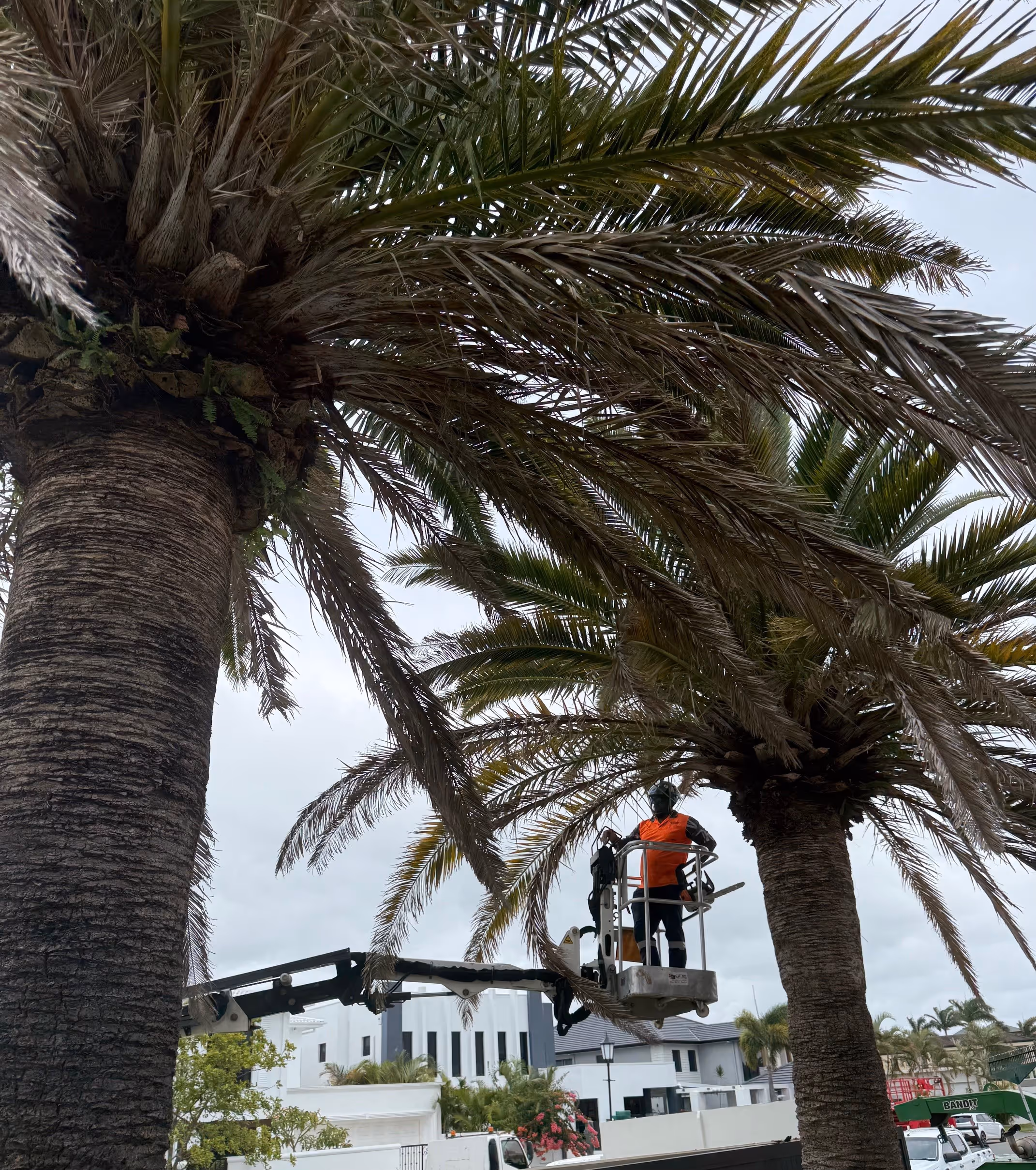 Tree-service work involving multiple parts of a property